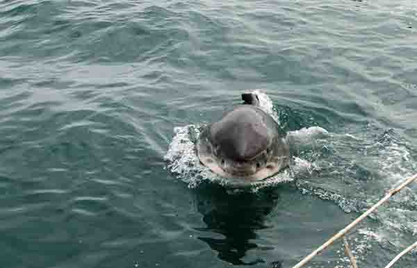 Tiburón Blanco - Gansbaai - Sudáfrica 6.jpg